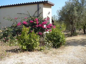 Terra Di Eloro *